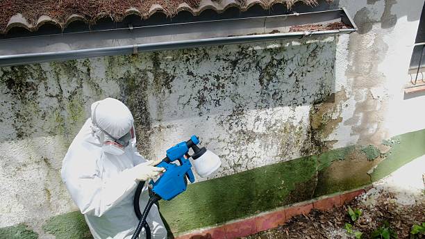 Top rated local Basement Mold Removal specialists in Lexington, TN